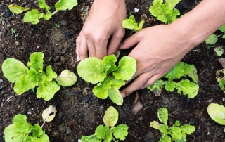 Graywater is great for irrigating gardens