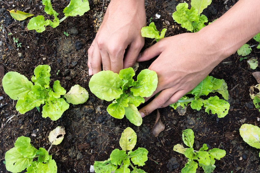 Graywater is great for irrigating gardens