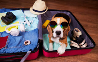 A beagle dog wearing sunglasses is lying in an open suitcase with things. Summer travel, preparation for the trip, packing of luggage.