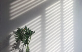 a shadow from wooden blind on white wall and vase of green fresh leaf in morning