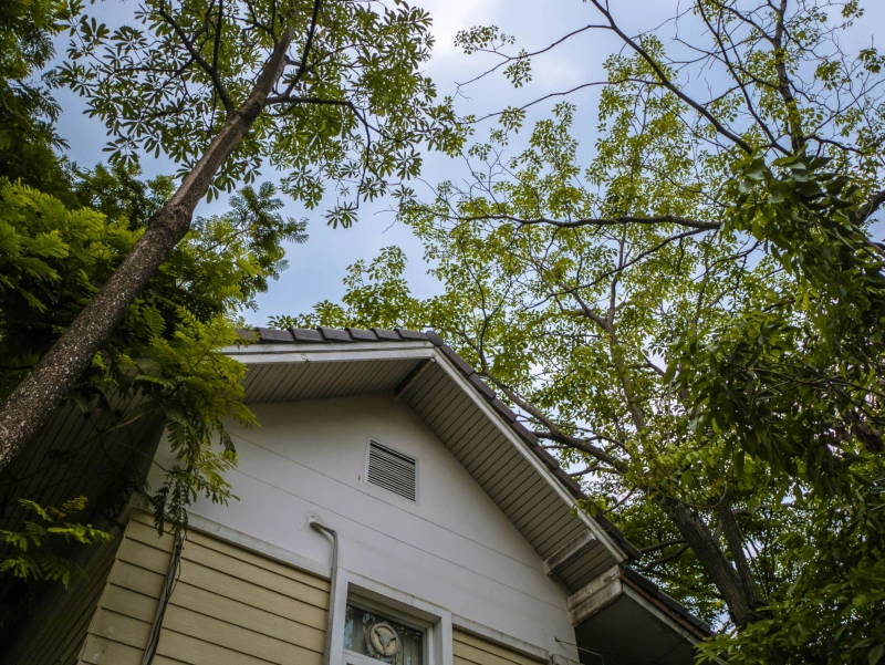 Top part of white house with trees overhanging the roof