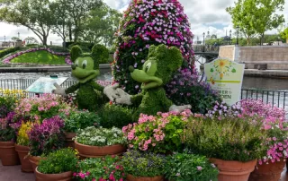 Topiary figures of Mickey and Minnie Mouse at Walt Disney Worlds EPCOT Park during the 2023 Flower and Garden Festival