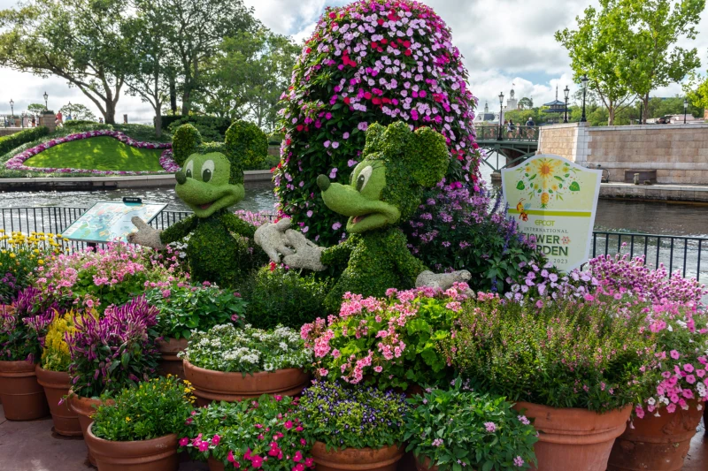 Topiary figures of Mickey and Minnie Mouse at Walt Disney Worlds EPCOT Park during the 2023 Flower and Garden Festival